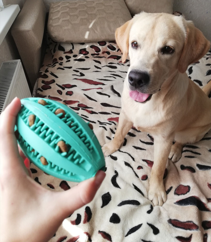 Как выбрать игрушки для собак с кормом внутри