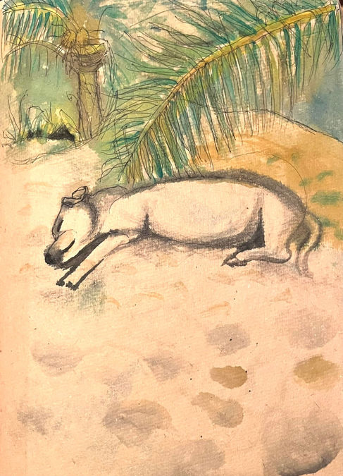 Sleeping Dog, Mexico