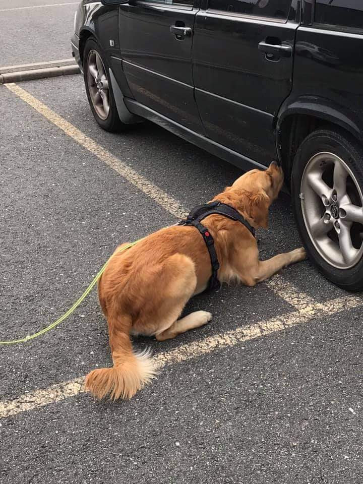 Hund som nosar på bil