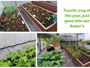 Fourth crop of the year - winter greens