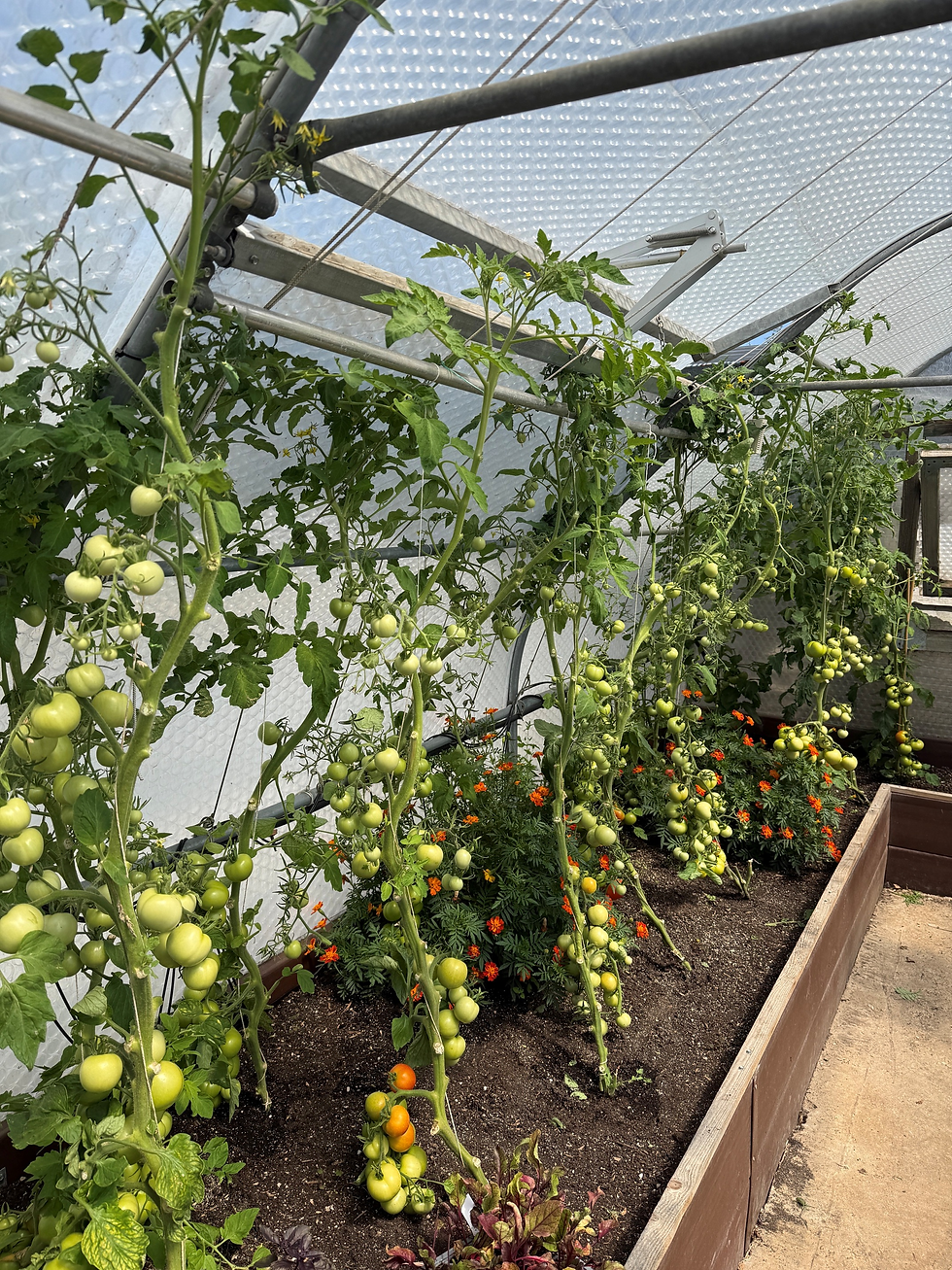 An example of the space and potential inside a Keder Greenhouse