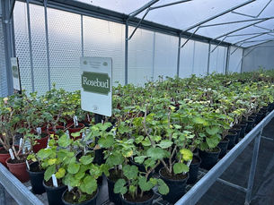 Roger Burnett Pelargonium Growing in a Keder