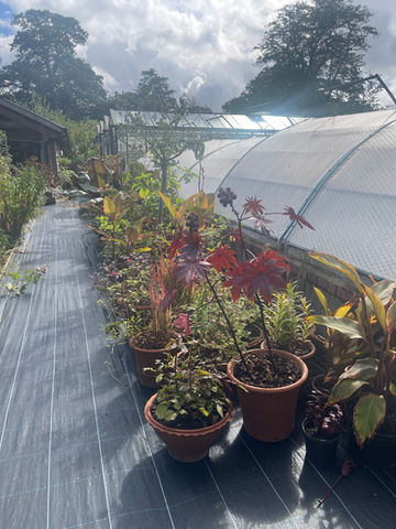 Multiple Coldframes on raised bed at National Trust Hidcote