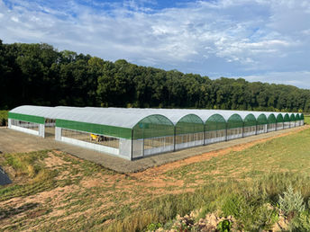 Tree canopy greenhouse