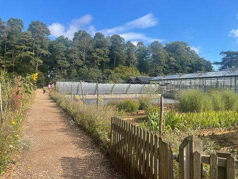 Multiple Coldframes on raised bed at National Trust Hidcote