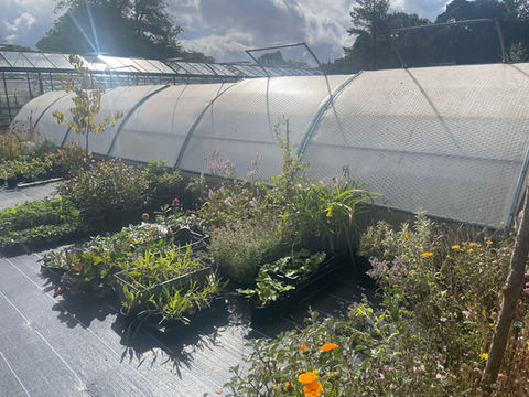 Multiple Coldframes on raised bed at National Trust Hidcote