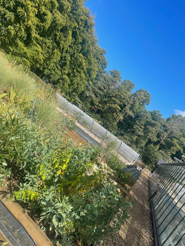 Multiple Coldframes on raised bed at National Trust Hidcote