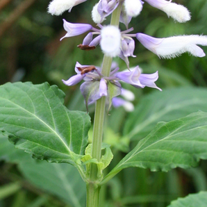 SALVIA DIVINORUM | ZoomBag Magic Mushroom Grow Kit Canada Blog