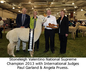 stoneleigh_valentino_2013_stud_alpaca.jpg