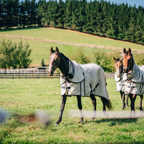 Screen Shot 2023-03-16 at 10.49.58 AM.png