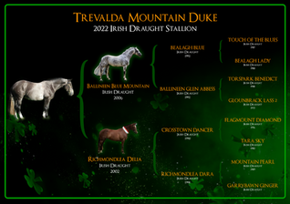 Irish Draught pedigree chart
thoroughbred pedigree chart
equine lineage chart
horse breeding chart design