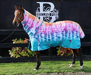 Zeberdee Equine Tie Dye Horse Cover