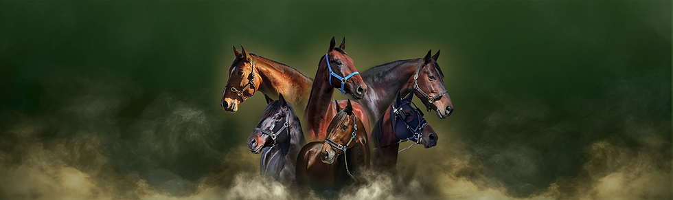 stallion-banner.png