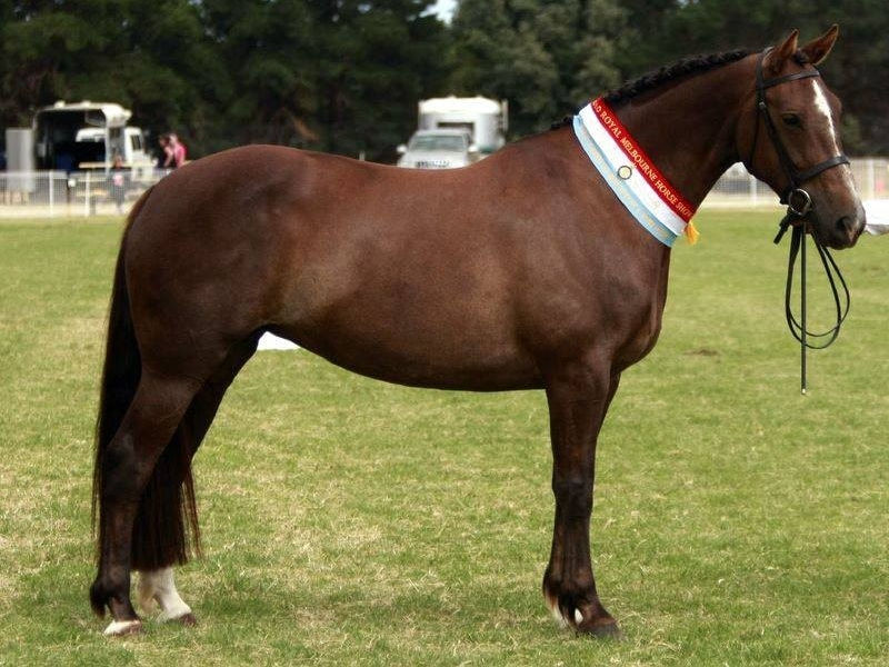 Richmondlea Delia