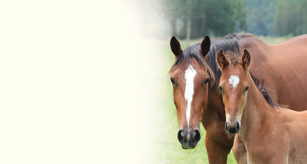 wai eyre farm embryo transfer