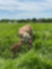 IMG_8986.jpeg