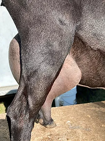 sevenudderside2020.webp