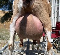 Betty White rear.jpg