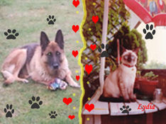 Gli inseparabili amici 4 zampe