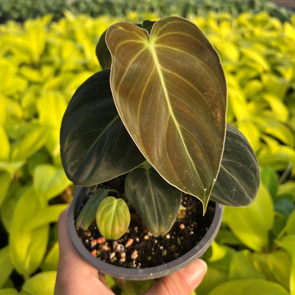 Back Gold Philodendron