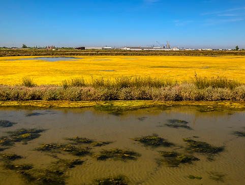 Fine art O lago dourado