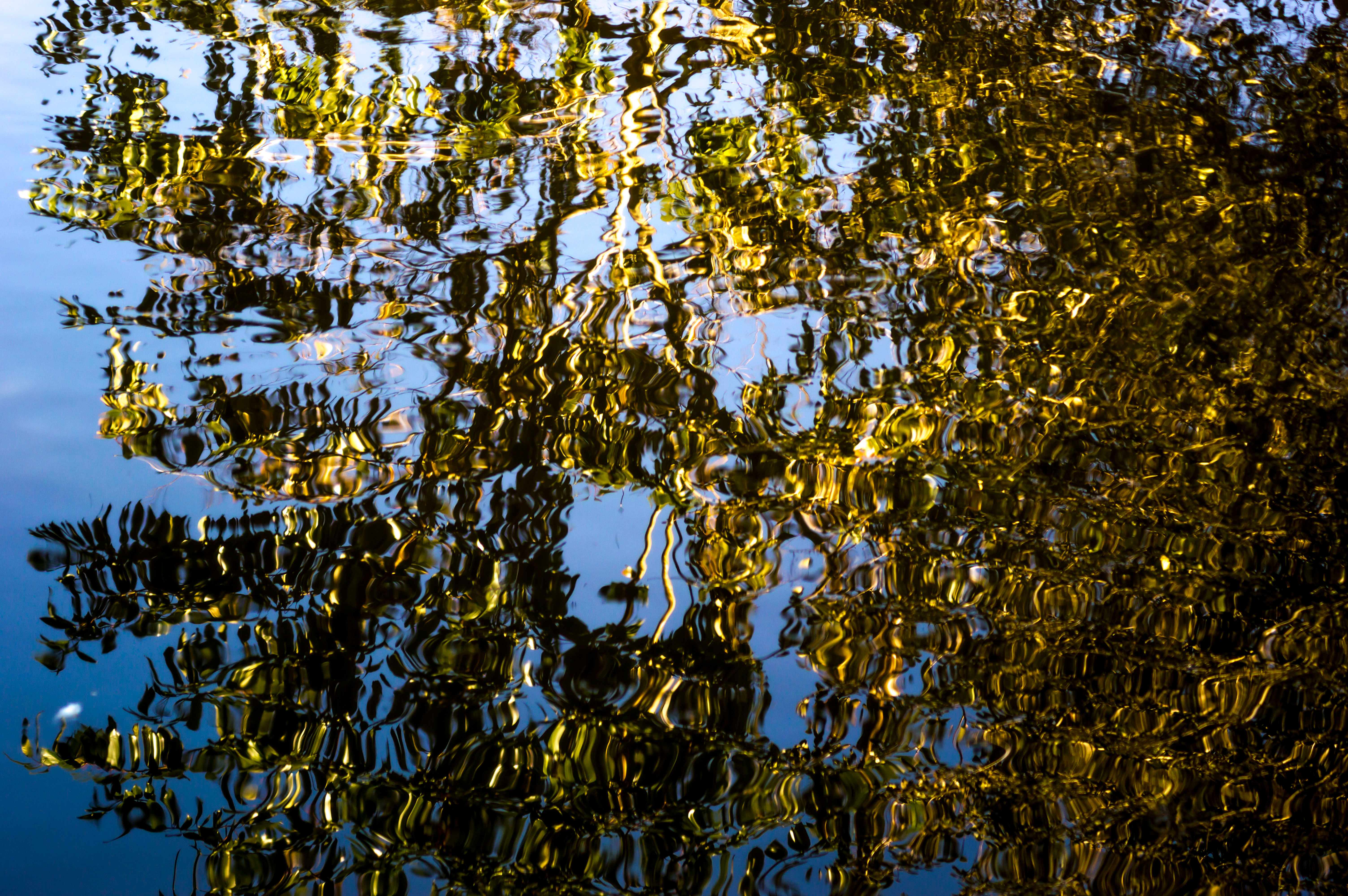 Quadro de arte fotográfica Reflexos da Natureza.By: Kcris Ramos