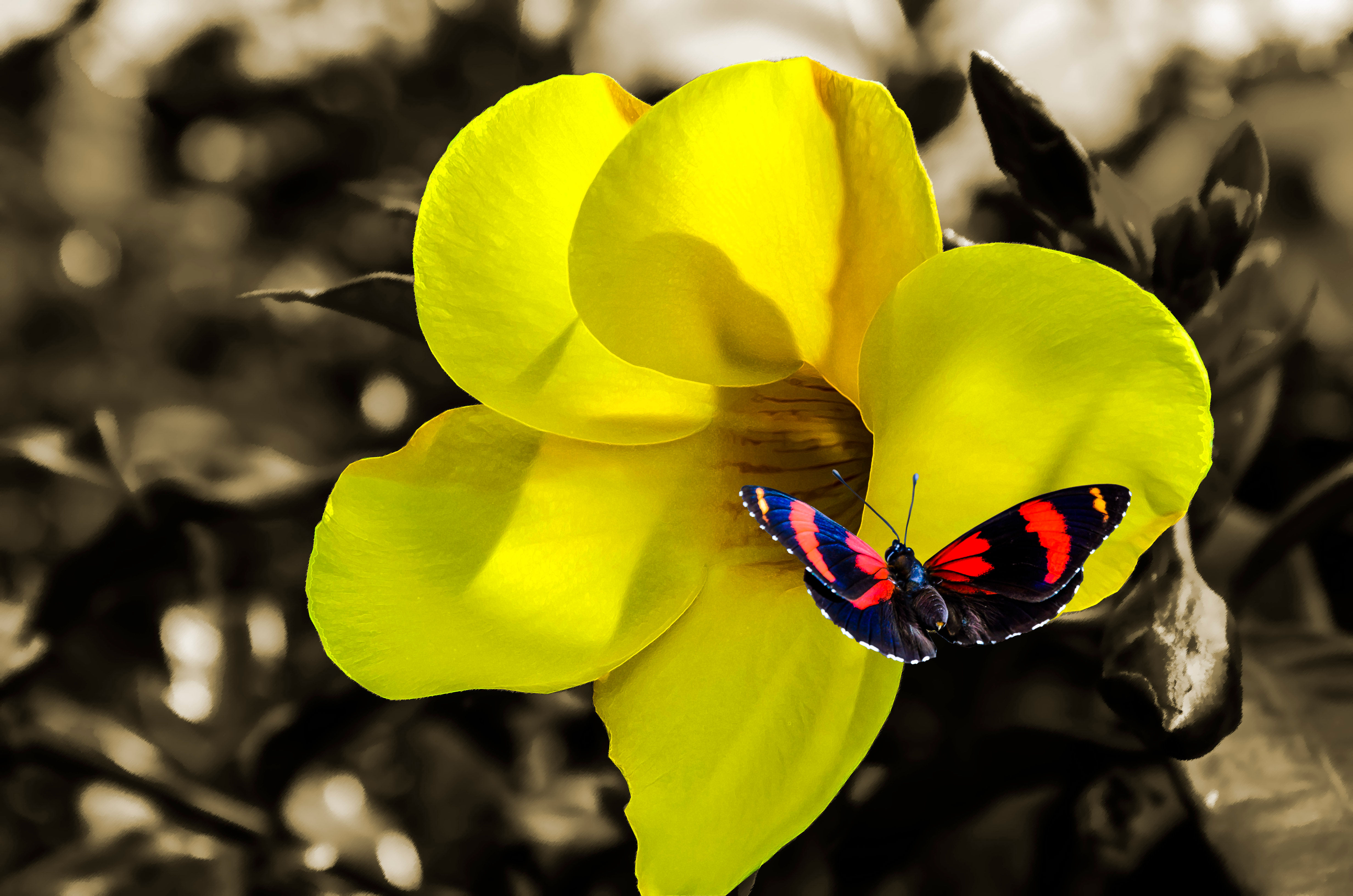 Quadro Alamandra e a borboleta - Picture Alamandra and the butterfly byKcris Ramos
