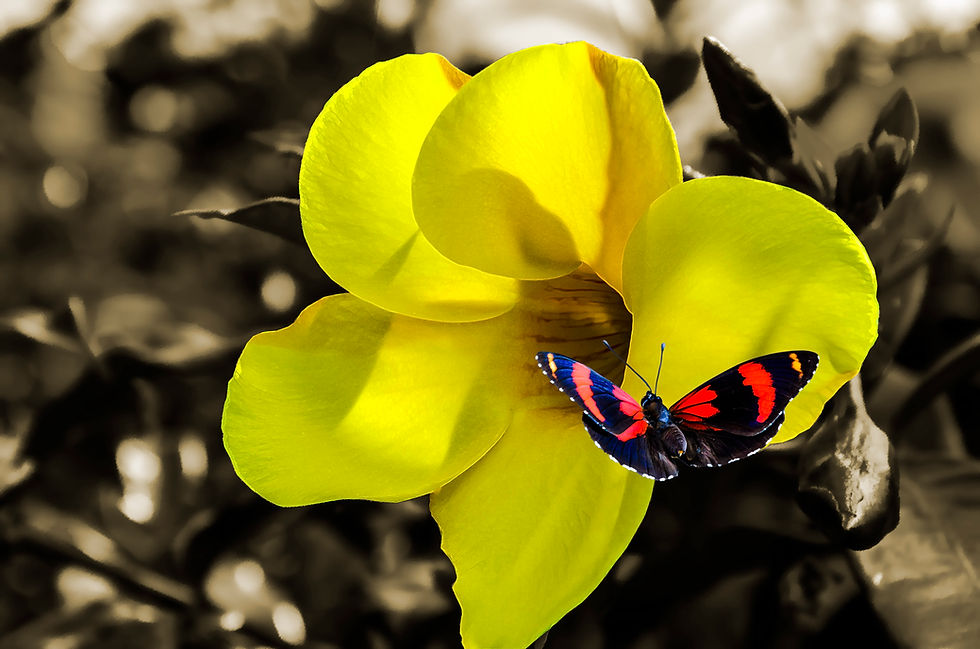 Quadro Alamandra e a borboleta - Picture Alamandra and the butterfly byKcris Ramos