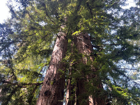 Redwood Canopy Jamie Activates Life and Health Coach