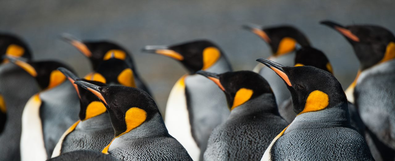 Pinguine - indialogia