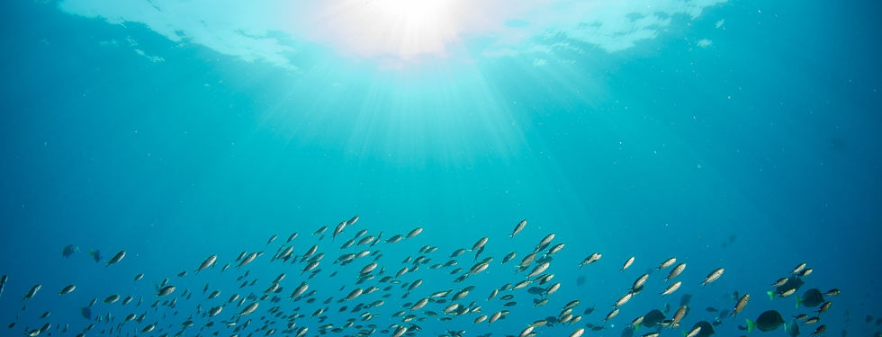 Korallenriff_mit_Fischen_Arbeitgeberattraktivität_edited_edited.jpg