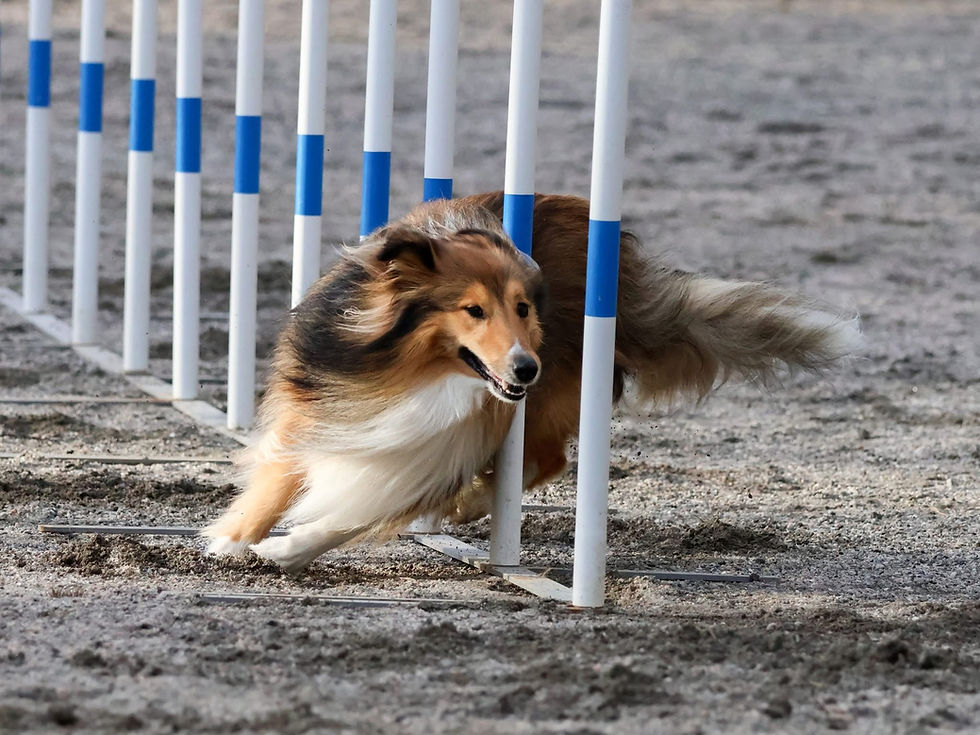 Blåbærstevne Agility
