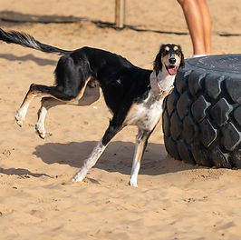 saluki8.jpg