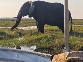 When Africa Delivers - Rogério and Cristina's Botswana Safari
