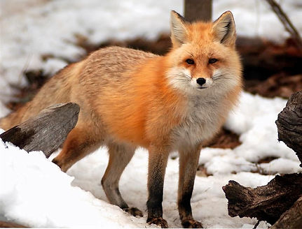 fox.jpg
