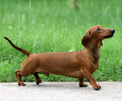 dachshund.jpg