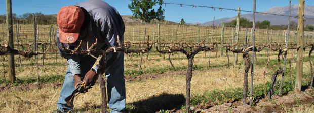 Viñedo de altura