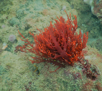 Cambodia DIVING ACADEMY107.JPG