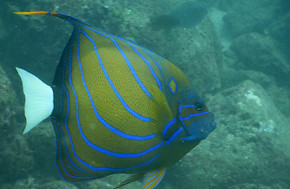 Cambodia DIVING ACADEMY73.JPG