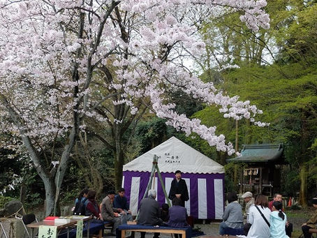 平成28年4月3日(日) 京都山科大石神社 桜まつり
