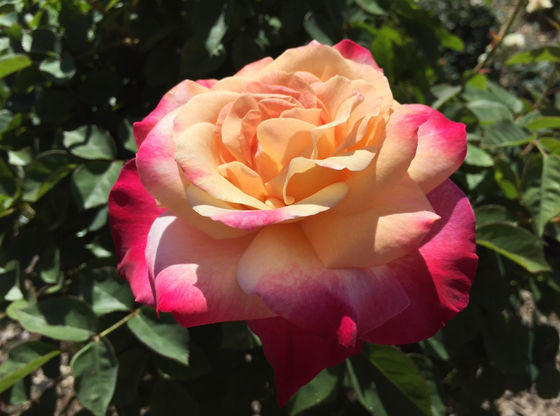 Happy Mother’s Day!