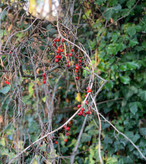 Bright berries