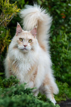 A beautiful Maine Coon cat is posing in his garden on the island of Oahu, Hawaii