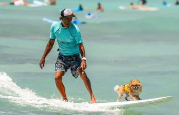 Set in the beautiful turquoise ocean of Waikiki pets and their owns share a surfboard to compete in an annual contest