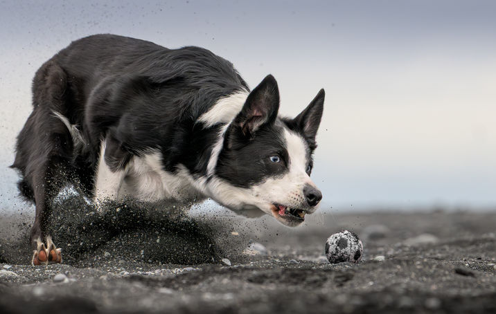  A black and white border collie chases a ball on the back sand beaches of Iceland. 