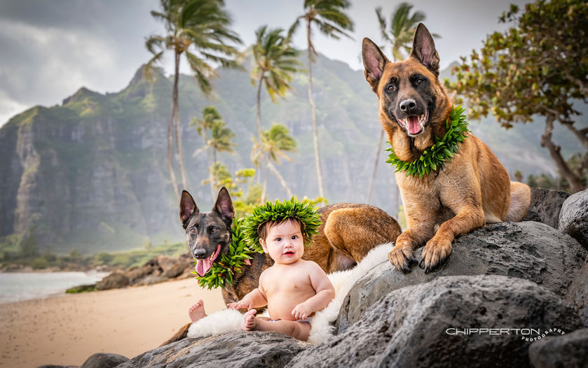 Two Malinois and their tiny human baby are posing on the beach for a pet photography photo shoot on Oahu.