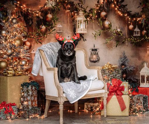 A dog sits on a chair surrounded by holiday decorations 