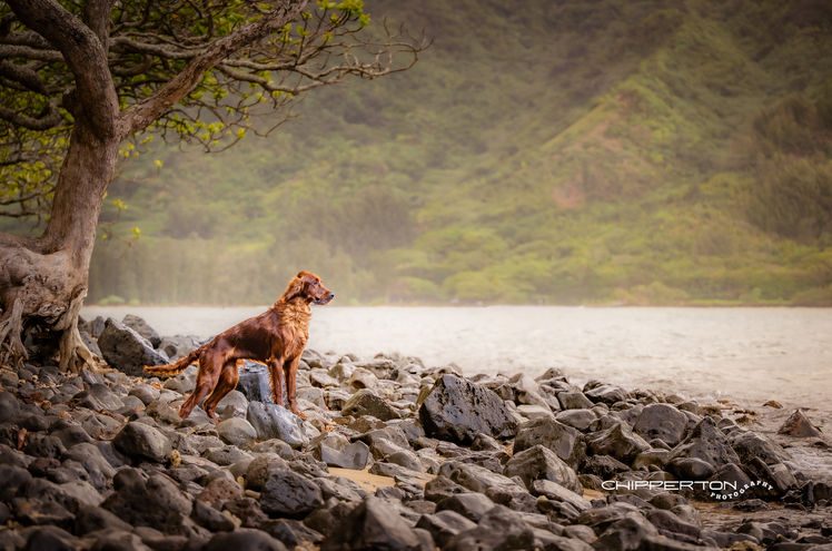 An Irish setter dog standing on rocks overlooking the ocean, with mountains in the background. Oahu, Hawaii.