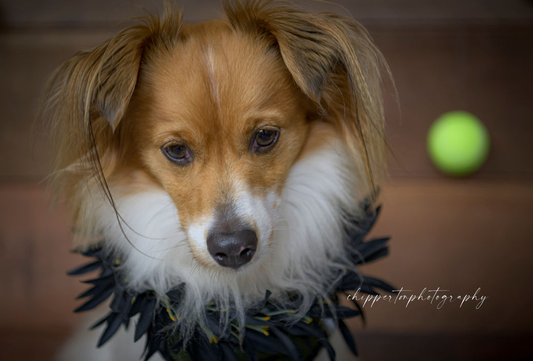 A terrier poses for a portrait in Hawaii 