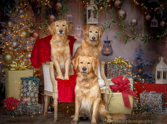 Three Golden retrievers sit on a set surround by Christmas decorations 